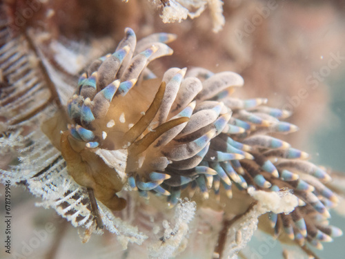 Nudibranch (Trinchesia yamasui) Koh Phangan, Thailand