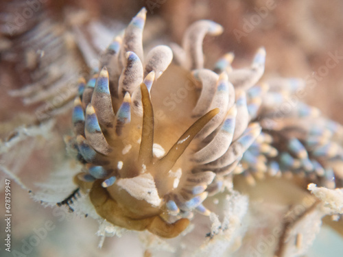 Nudibranch (Trinchesia yamasui) in Koh Phangan, Thailand