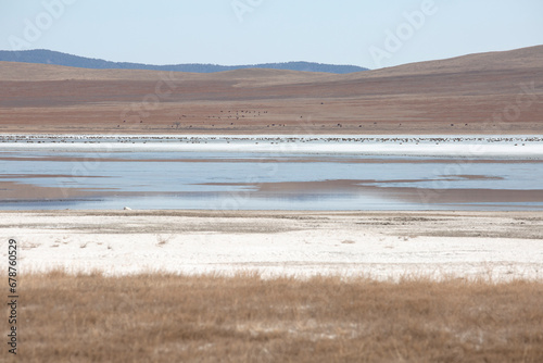 Migratory birds on their way from southern China rest on one of the lakes in Siberia