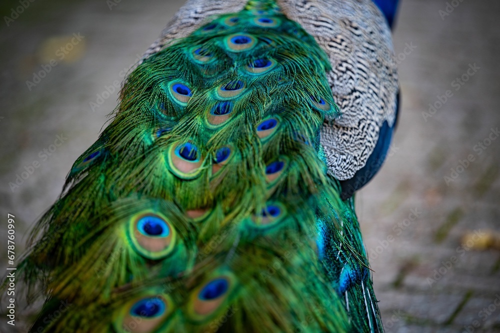 Obraz premium Closeup of a Peafowl tail detail, walking on a cobblestone in a park