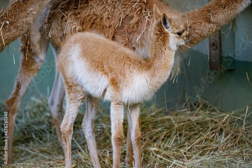Εκτύπωση καμβά Closeup of a cute Vicuna, baby Lama vicugna next to its mom captured eating dry