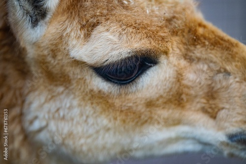 Closeup of the face of a Vicuna, baby Lama vicugna captured from the side photo