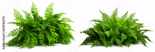 A cascading Fishtail or forked giant sword fern (Nephrolepis spp.), with verdant foliage, is pictorially isolated on a white background in a shaded garden. photo