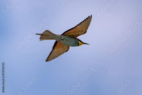 European bee-eater (Merops apiaster) in flight