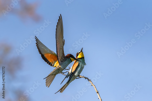European bee-eater (Merops apiaster) in flight