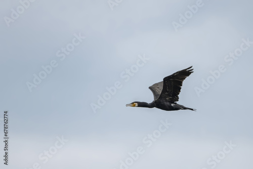 Great cormorant (Phalacrocorax carbo) in flight