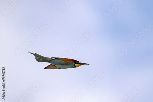 European bee-eater (Merops apiaster) in flight