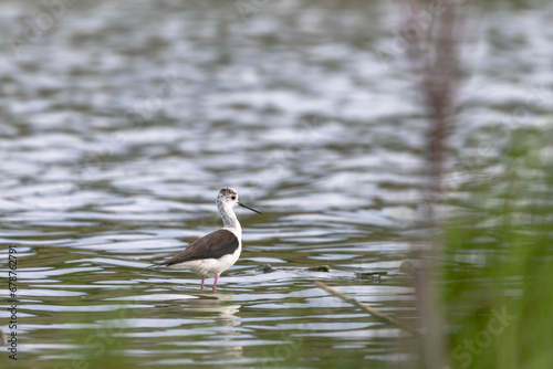 Black Winged Stilt in Shallow Water (Himantopus himantopus)