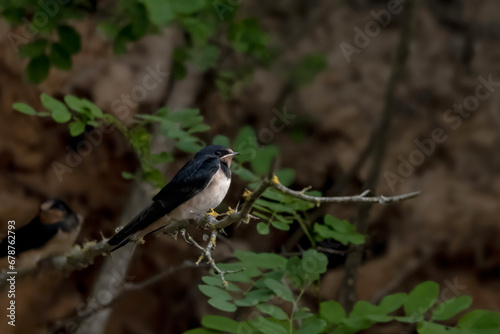 A swallow, Hirundo rustica, is perched on a branch