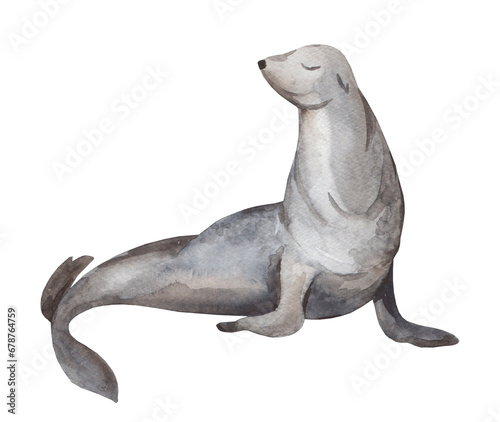 Watercolor illustration of seal isolated on white background. Hand painted realistic arctic animal. Marine mammal for poster, children's room decor and cards