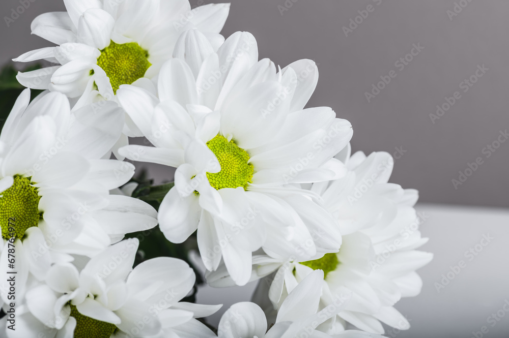 Bouquet of white chrysanthemums, daisies close-up. Selective focus, space for text. Bouquet of white chrysanthemums, daisies close-up. Selective focus, space for text.