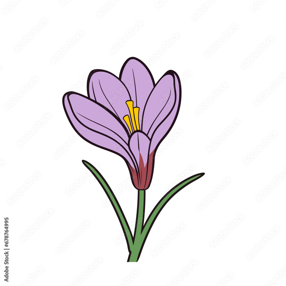 crocus flower isolated vector illustration