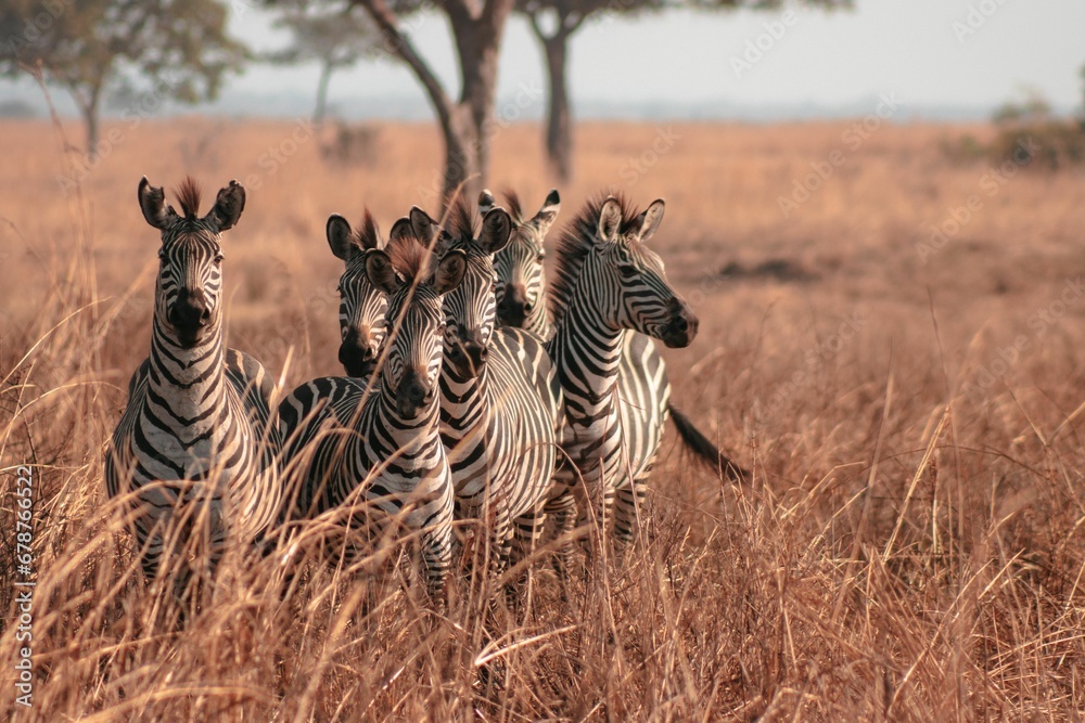 Herd of zebras in a national park - obrazy, fototapety, plakaty 