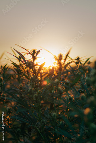 flowering cannabis. cannabis growth. cannabis leaves against sunset. cannabis bush against sunset