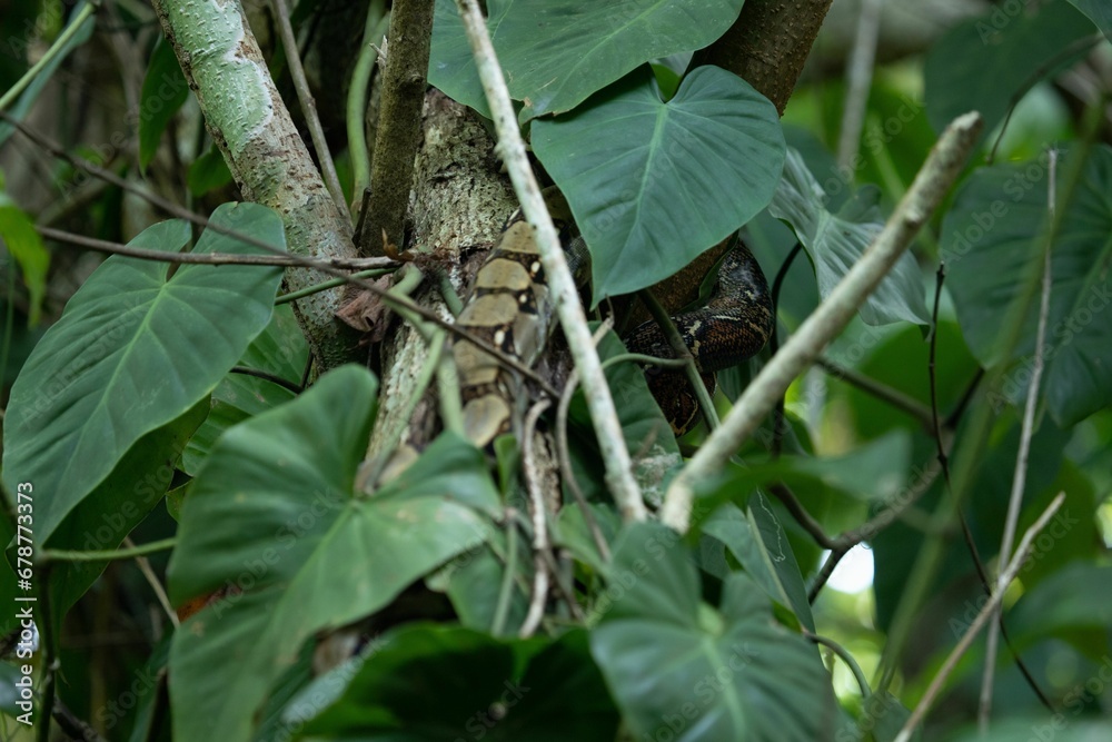 Close-up shot of a snake hiding behind leaves