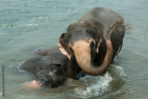 Elephants refresh themselves along the rivers that cross the Chitwan Nation Park in the Terai. (ID: 678776747)