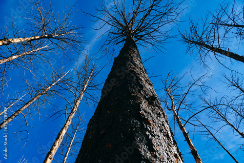 Looking skyward ad a large burnt tree in the Valles Caldera National Preserve, New Mexico