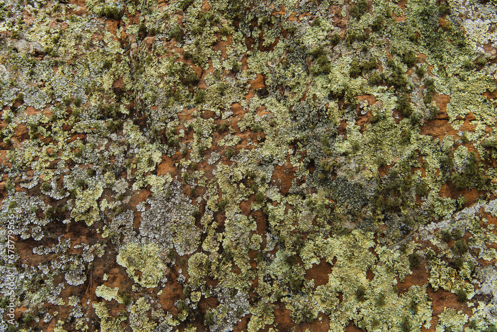 Lichens covering sandstone rock in the desert near Mills Canyon, Kiowa National Grassland, New Mexico Lichens covering sandstone rock in the desert near Mills Canyon, Kiowa National Grassland, New Mexico