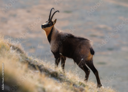 Chamois of the apennines centra