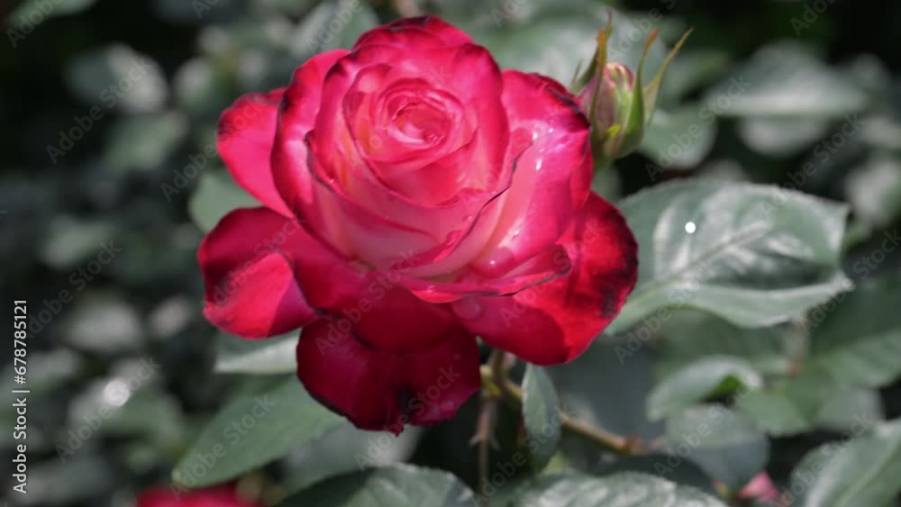 Beautiful rose in the park.