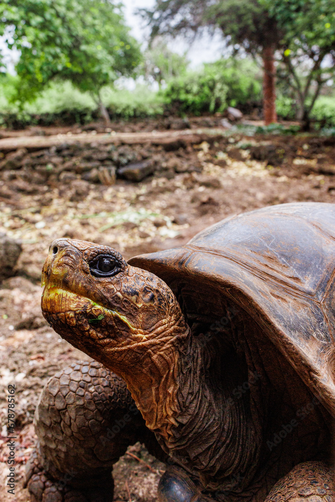 Obraz premium Tortise walking in Galapagos breeding center