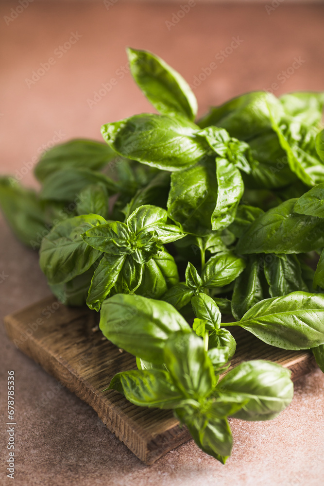 Fresh green sweet basil leaves, Also known as great basil or Genovese basil, Ocimum basilicum, a culinary herb in the mint family, and a tender plant, used in cuisines worldwide. Fresh green sweet basil leaves, Also known as great basil or Genovese basil, Ocimum basilicum, a culinary herb in the mint family, and a tender plant, used in cuisines worldwide.