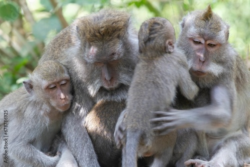 Beautiful family of monkeys in the forest on a blurred background