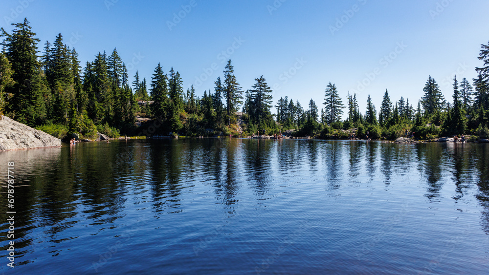 Pond in summer, in forest