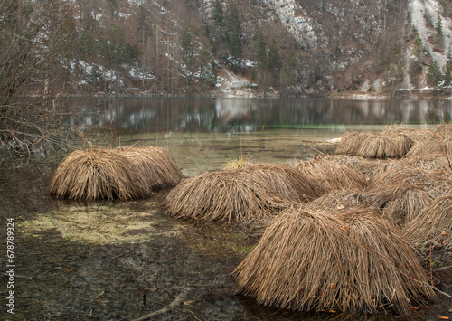 Reed on the shore of a lake in winter