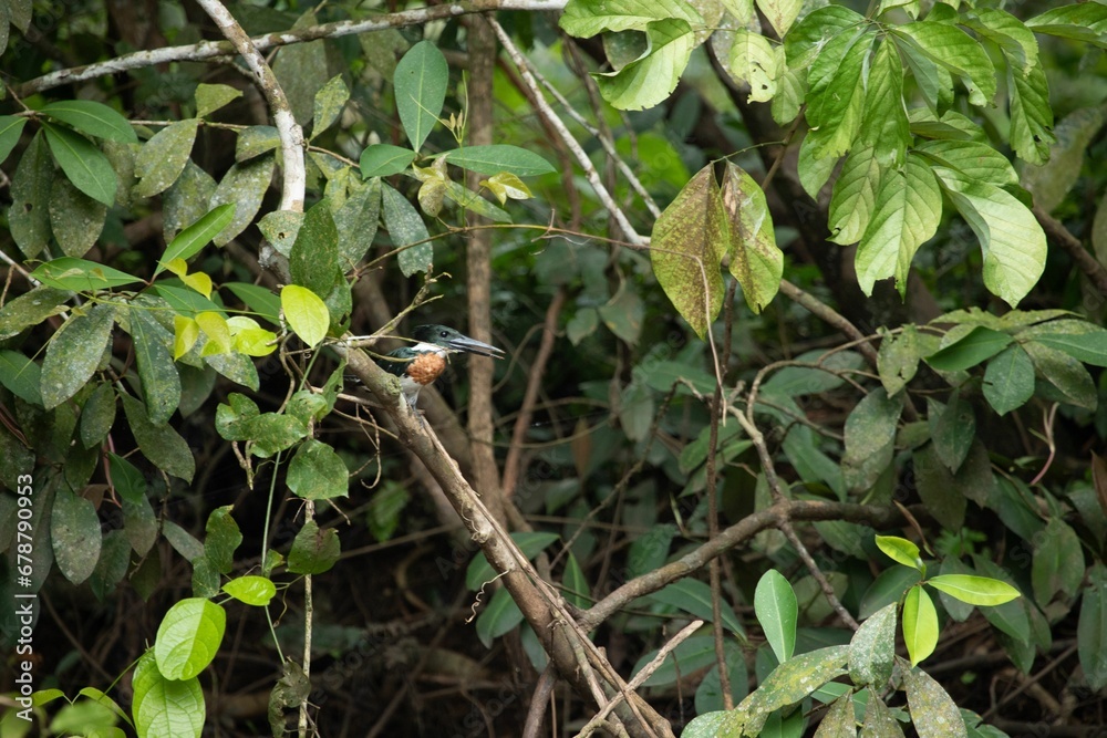 Scenic view of a green kingfisher perched on a wooden branch of a tree Scenic view of a green kingfisher perched on a wooden branch of a tree