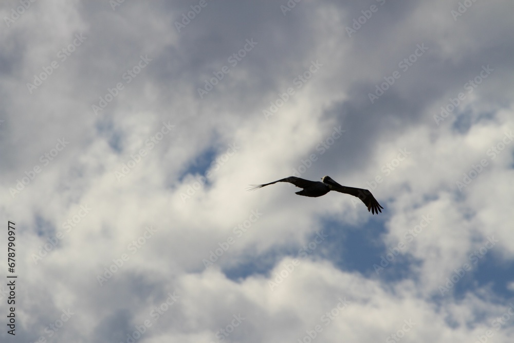 Pelican soaring in the sky with outstretched wings Pelican soaring in the sky with outstretched wings