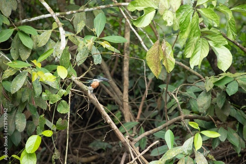 Scenic view of a green kingfisher perched on a wooden branch of a tree