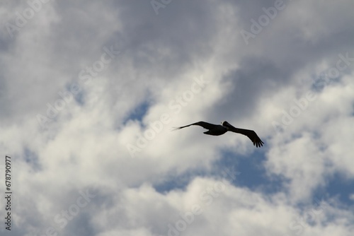 Pelican soaring in the sky with outstretched wings