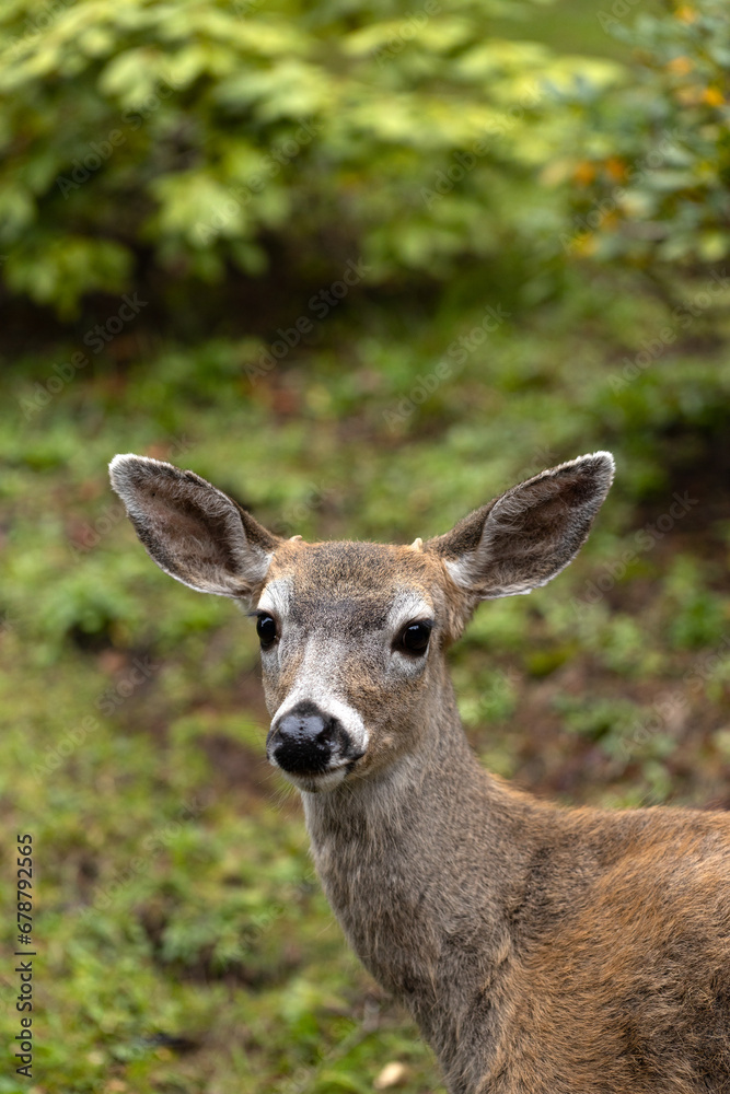 A young blacktail buck with cute, tiny antlers, looking into camera, close up.