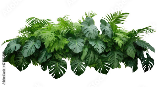 Green leaves of tropical plants bush (Monstera, palm, fern, rubber plant, pine, birds nest fern) floral arrangement isolated on transparent background . PNG, cutout, or clipping path. 