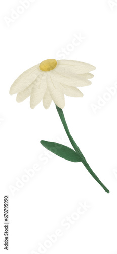 daisy flower isolated on white background