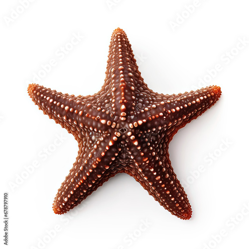 Chocolate Chip Sea Star Protoreaster nodosus photo