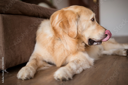 Beautiful Golden retriever Dog portrait