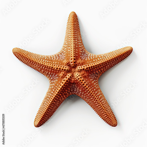 Chocolate Chip Sea Star Protoreaster nodosus
