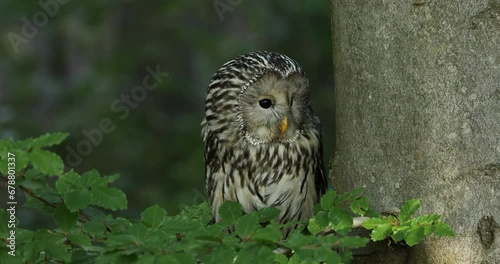 Ural owl, Strix uralensis, in beech forest. Owl perched on branch and peeks out from behind tree trunk. Beautiful grey owl in nature habitat. Wildlife scene. Bird of prey hidden in green leaves.