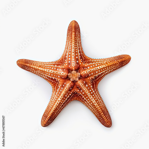 Chocolate Chip Sea Star Protoreaster nodosus