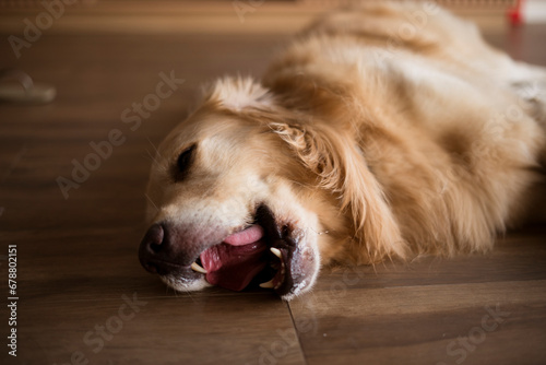 Beautiful Golden retriever Dog portrait © Ana