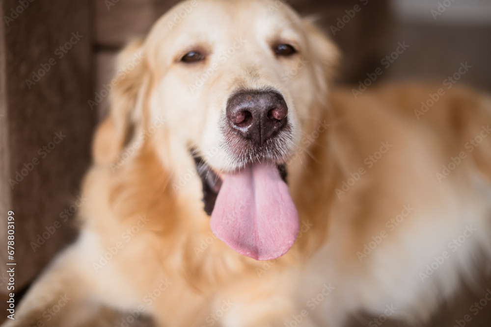 Beautiful Golden retriever Dog portrait