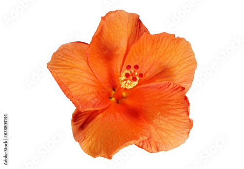 Neon Orange Hibiscus Blooming Flower. Blooming Chinese Rose Plant on a White Background