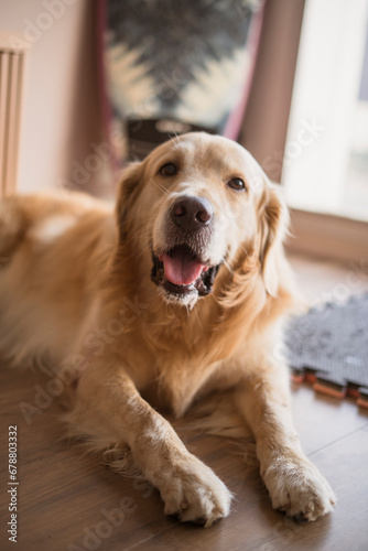 Beautiful Golden retriever Dog portrait