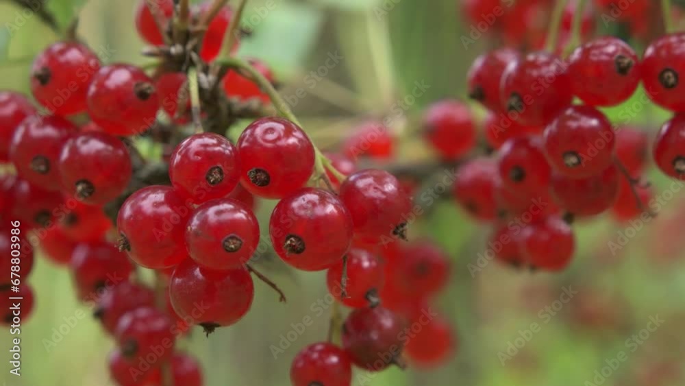 ripe Red Ribes growth at bush in garden. sunny morning ripe Red Ribes growth at bush in garden. sunny morning