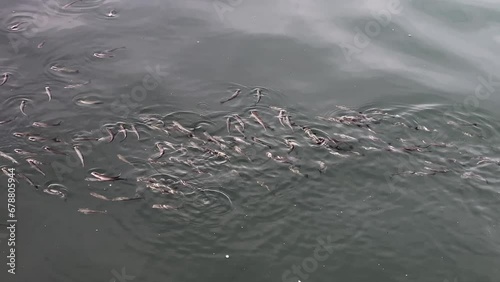 Group of fish swimming beneath the sea surface