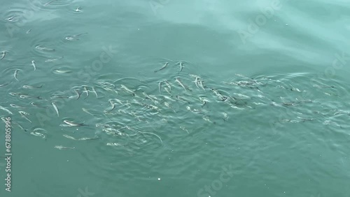 Group of fish swimming beneath the sea surface