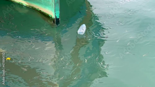 Group of fish swimming beneath the sea surface