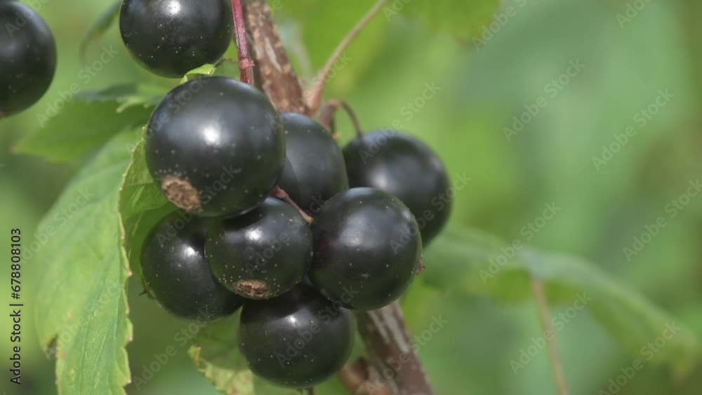 beautiful ripe organic blackberry growth in garden at sunny day . close up footage beautiful ripe organic blackberry growth in garden at sunny day . close up footage
